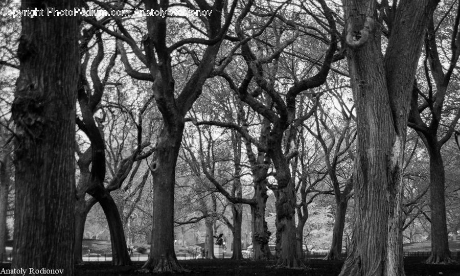Oak, Tree, Wood, Plant, Forest, Grove, Land