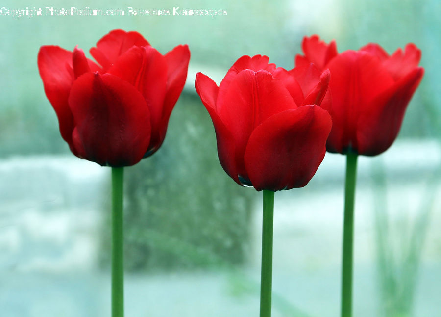 Blossom, Flora, Flower, Plant, Tulip, Carnation, Rose
