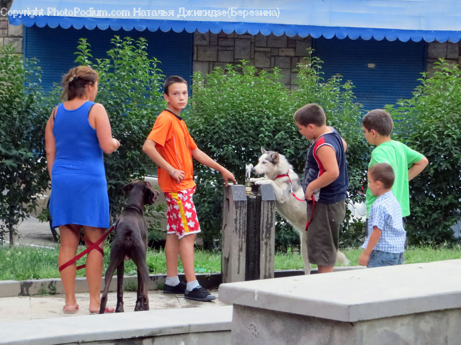 Human, People, Person, Animal, Canine, Dog, Husky