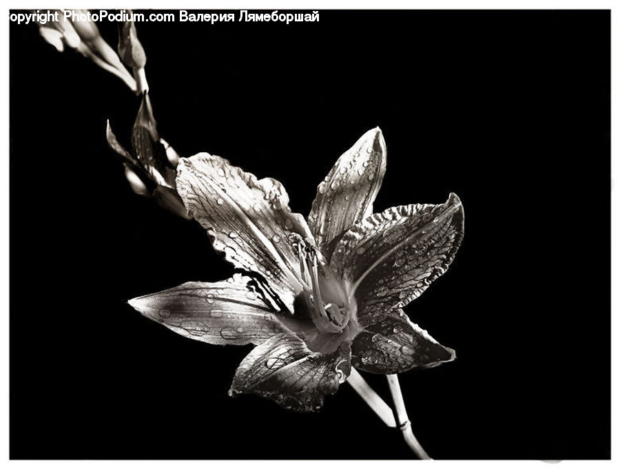 Art, Gargoyle, Statue, Dance, Dance Pose, Amaryllis, Flower