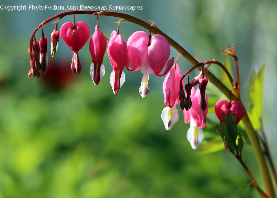 Blossom, Flora, Flower, Geranium, Plant, Bud, Tulip