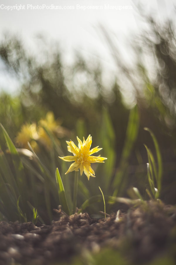 Asteraceae, Blossom, Flora, Flower, Plant, Daisies, Daisy