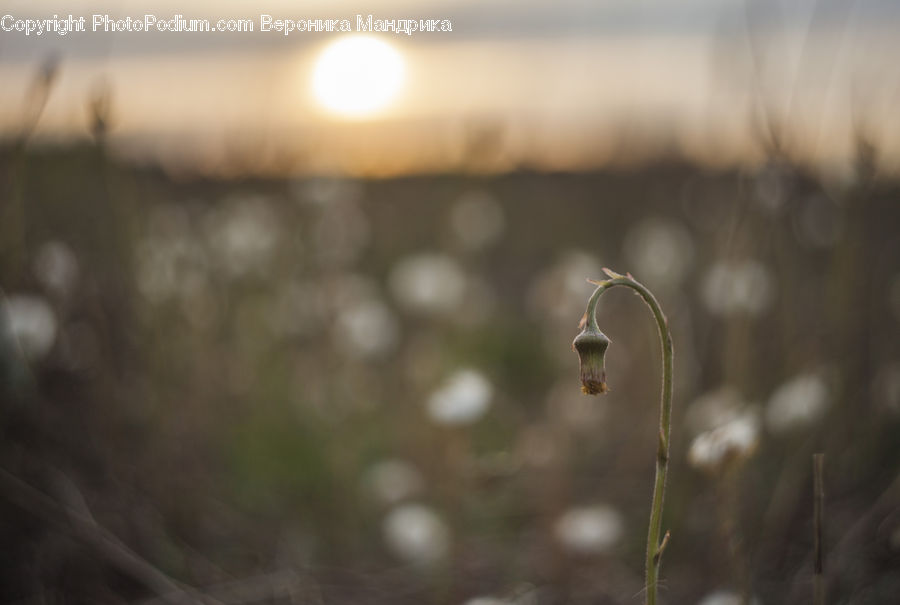 Light, Field, Grass, Grassland, Plant, Moss