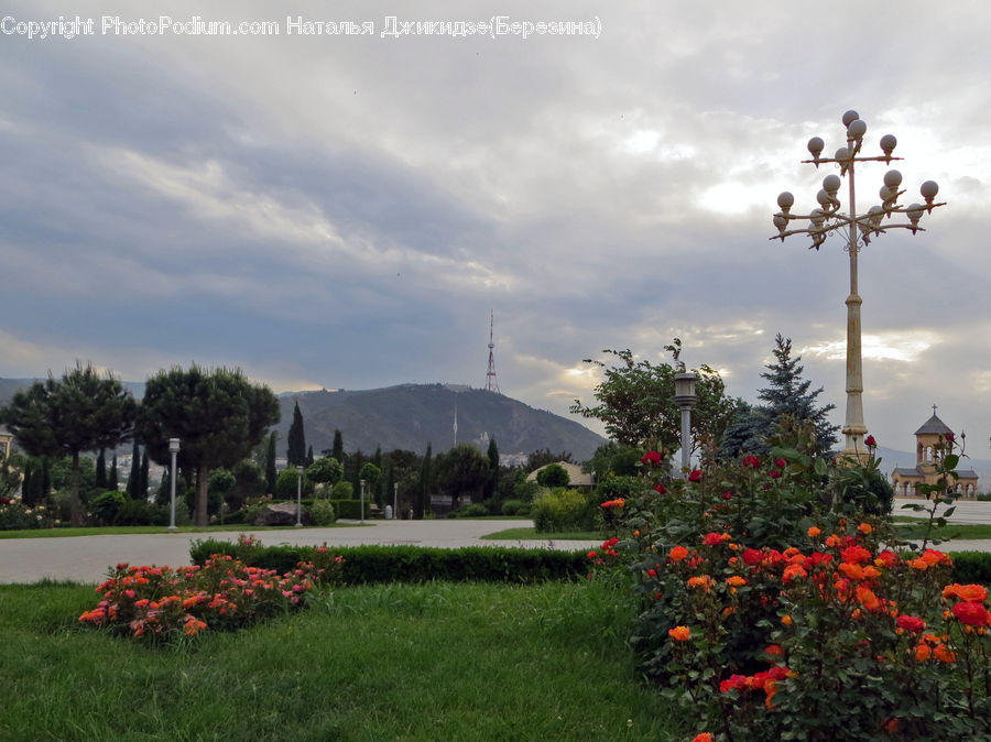 Lamp Post, Pole, Blossom, Flora, Flower, Plant, Poppy