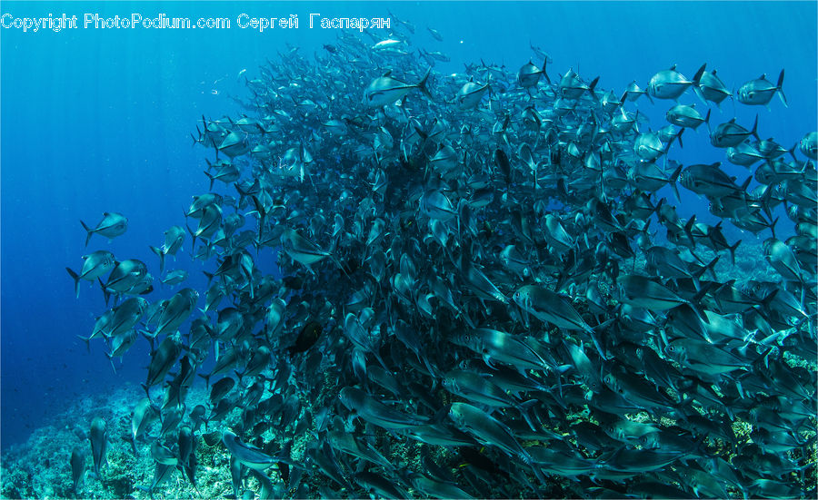Coral Reef, Outdoors, Reef, Sea, Sea Life, Water