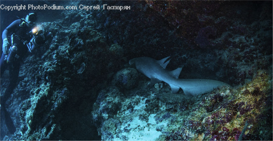 Diver, Diving, Sport, Water, Person, Eel, Fish