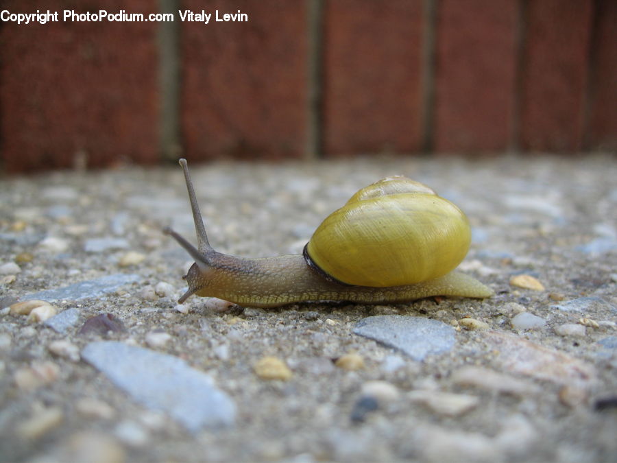 Invertebrate, Snail, Garlic, Plant, Acorn, Seed