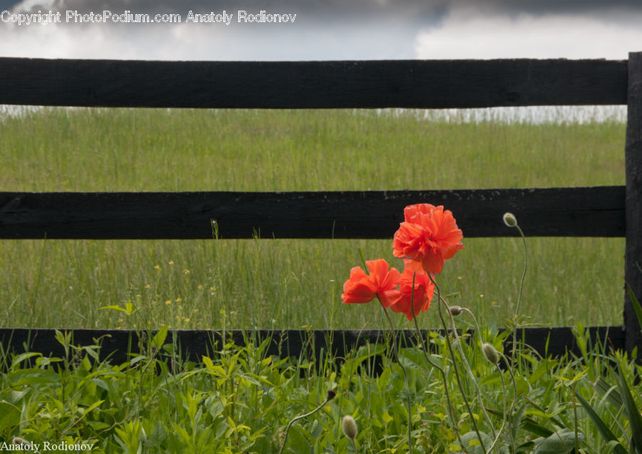 Blossom, Flora, Flower, Plant, Poppy, Field, Grass