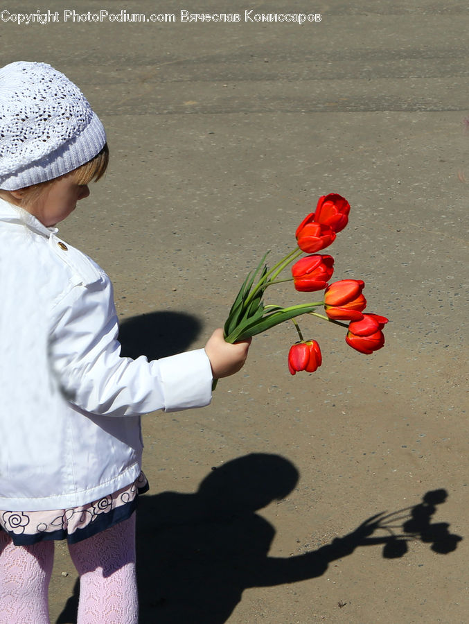 Blossom, Flora, Flower, Plant, Tulip, Asphalt, Tarmac