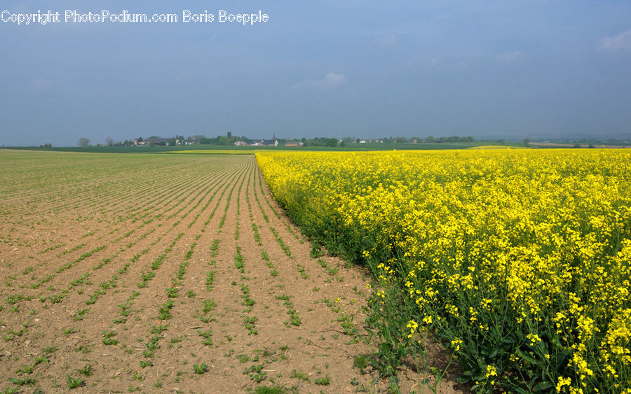 Field, Grass, Grassland, Plant, Dirt Road, Gravel, Road