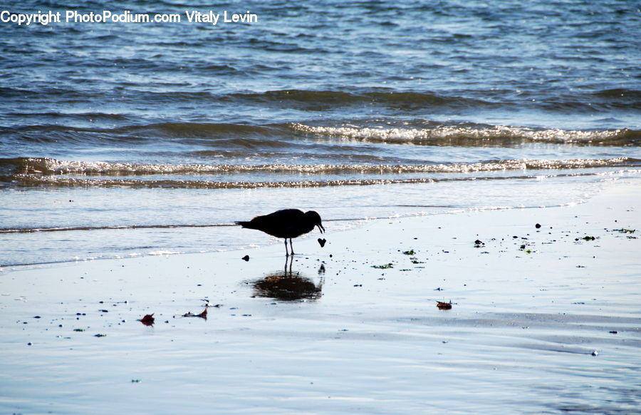 Bird, Ostrich, Waterfowl, Beach, Coast, Outdoors, Sea