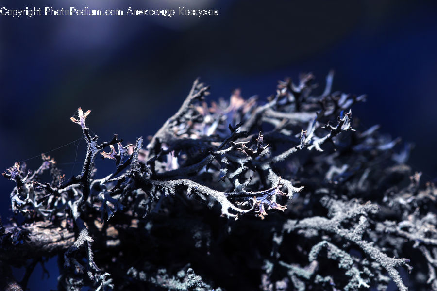 Frost, Ice, Outdoors, Snow, Conifer, Fir, Plant