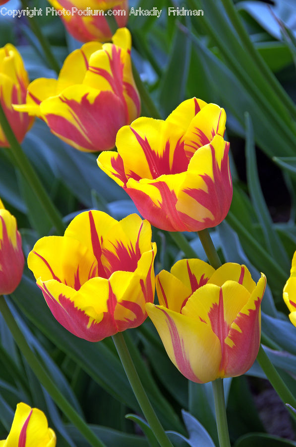 Blossom, Flora, Flower, Plant, Tulip, Crocus, Gladiolus