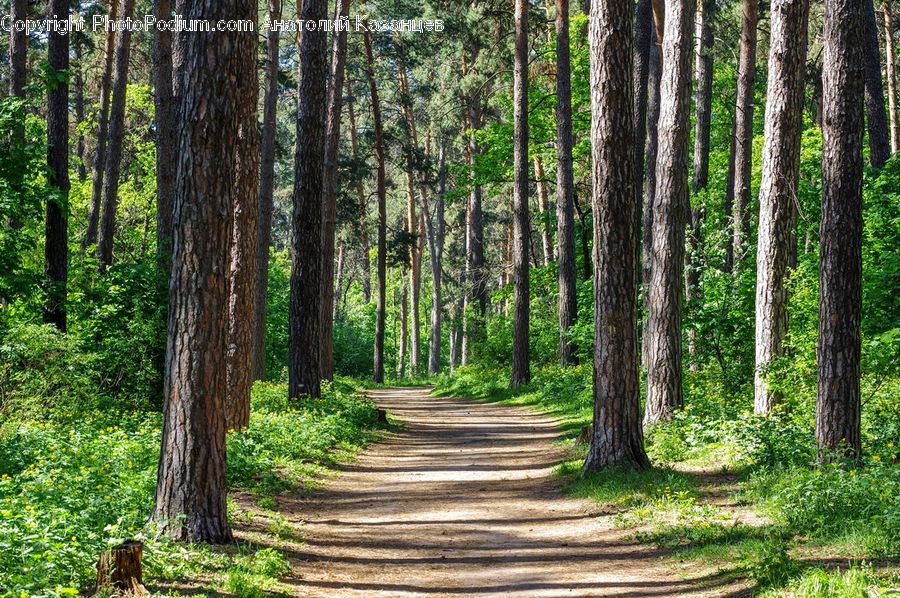 Forest, Vegetation, Path, Trail, Grove, Land, Fir