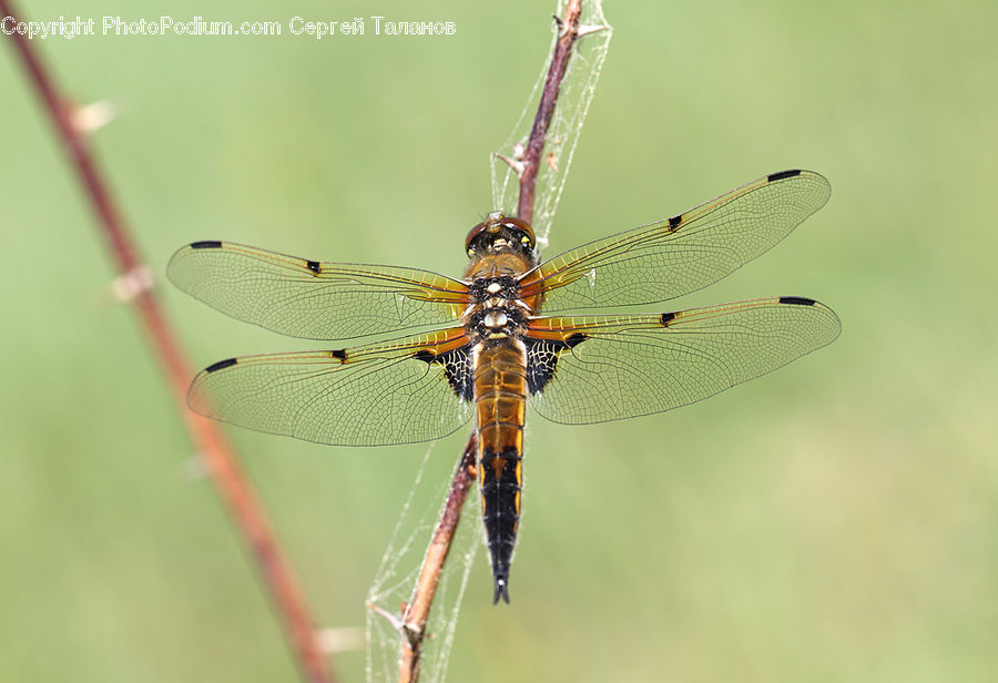 Anisoptera, Dragonfly, Insect, Invertebrate