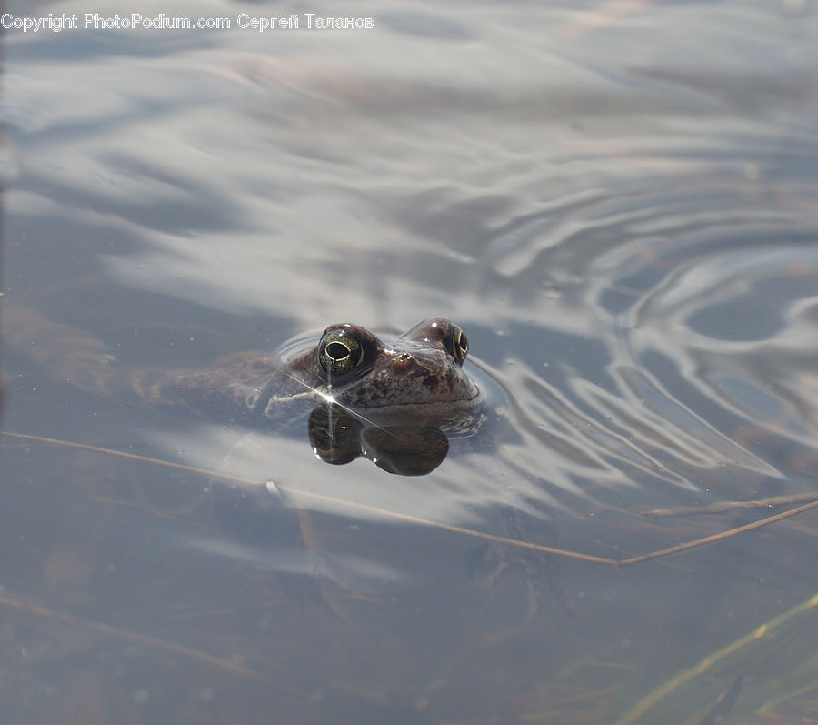Amphibian, Frog, Wildlife