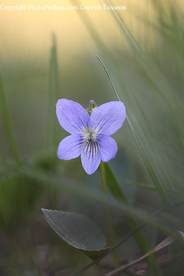 Fiber, Flax, Flora, Flower, Plant, Blossom, Geranium