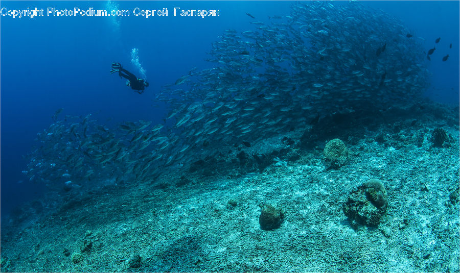 Coral Reef, Outdoors, Reef, Sea, Sea Life, Water, Diver