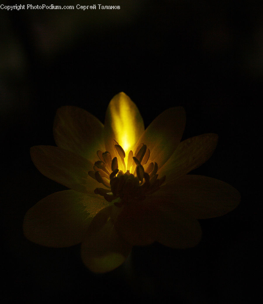 Light, Blossom, Crocus, Flora, Flower, Plant, Petal