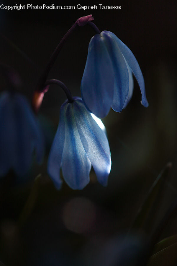 Blossom, Flora, Flower, Geranium, Plant, Violet, Fiber