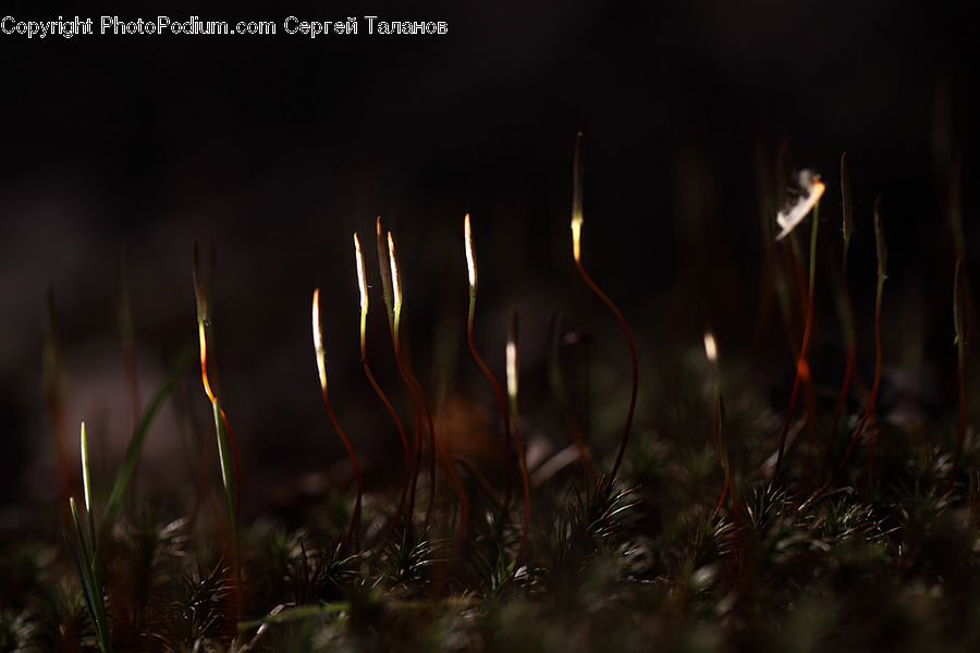 Moss, Plant, Field, Grass, Grassland, Conifer, Fir