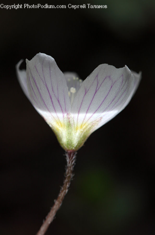 Blossom, Flora, Flower, Geranium, Plant, Fiber, Flax