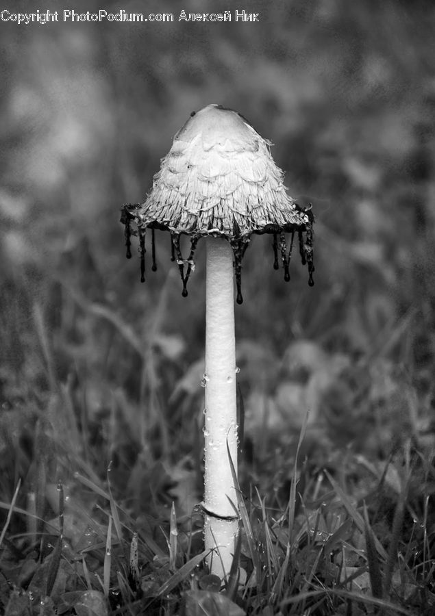 Agaric, Amanita, Fungus, Mushroom, Plant