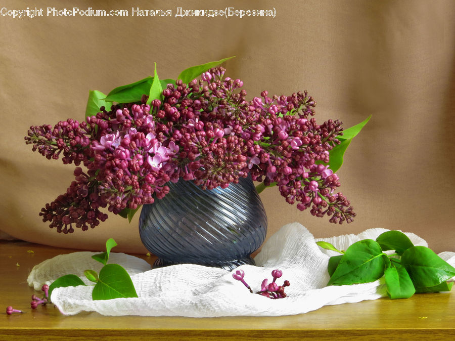 Plant, Potted Plant, Floral Design, Flower, Flower Arrangement, Flower Bouquet, Ikebana