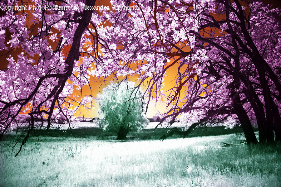 Plant, Tree, Blossom, Flora, Flower, Oak, Wood