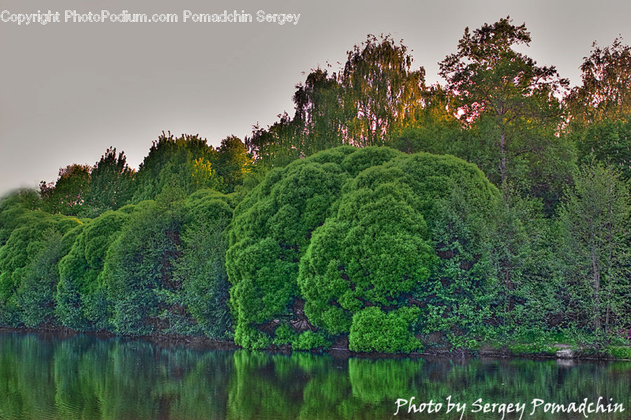 Conifer, Fir, Plant, Tree, Bush, Vegetation, Outdoors