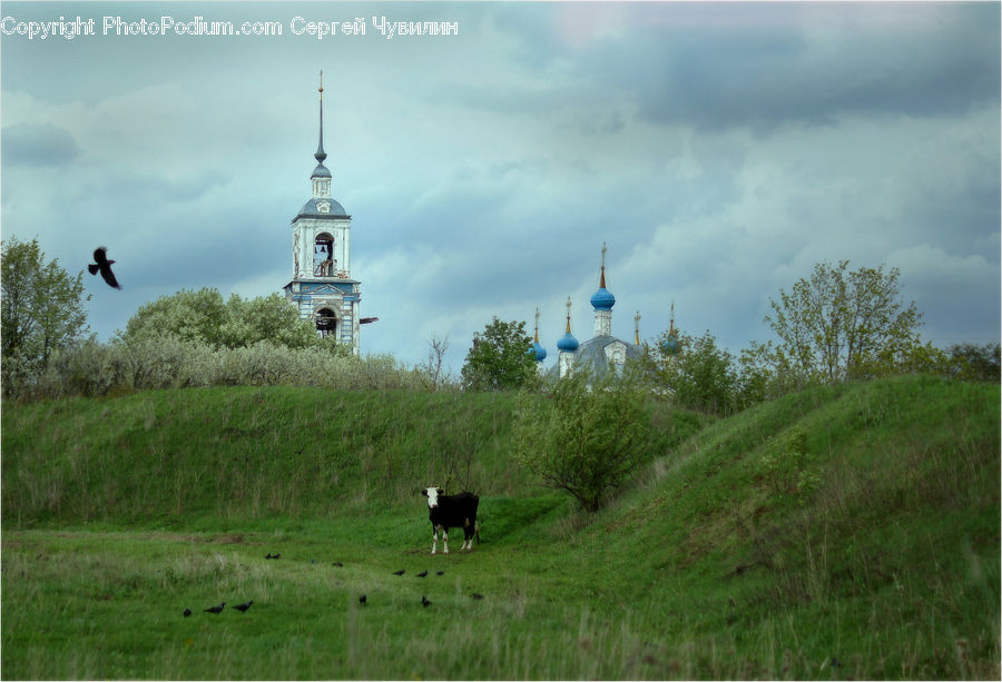 Architecture, Bell Tower, Clock Tower, Tower, Field, Grass, Grassland