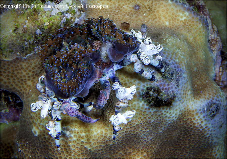 Crab, Invertebrate, Sea Life, Seafood, Coral Reef, Outdoors, Reef