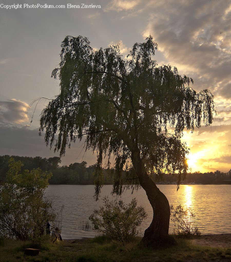 Plant, Tree, Willow, Bush, Vegetation, Dock, Landing