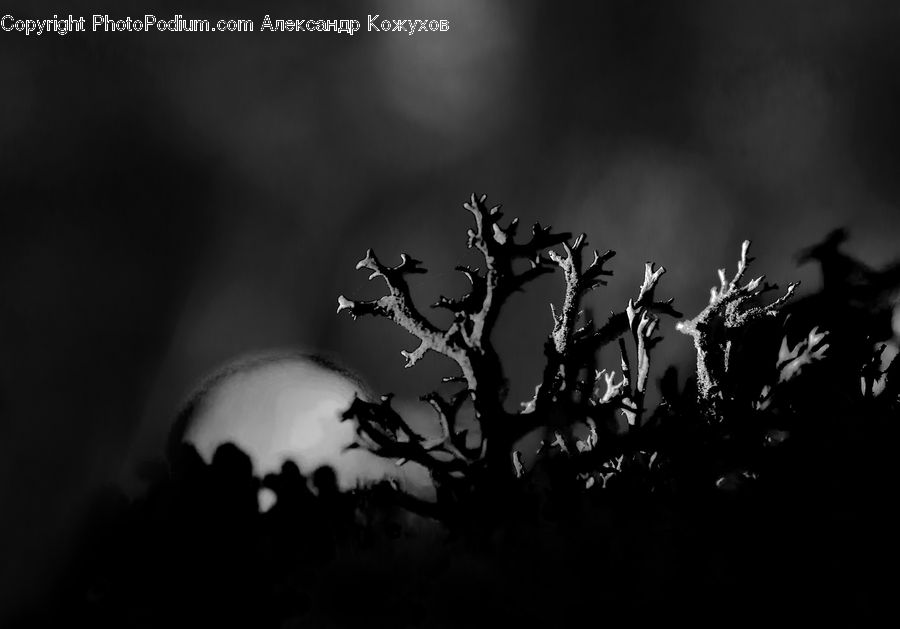 Silhouette, Bush, Plant, Vegetation, Ivy, Vine, Oak