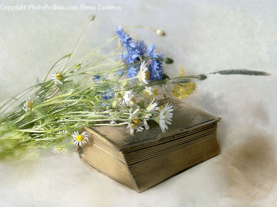Flower Arrangement, Ikebana, Plant, Potted Plant, Vase, Dill, Floral Design