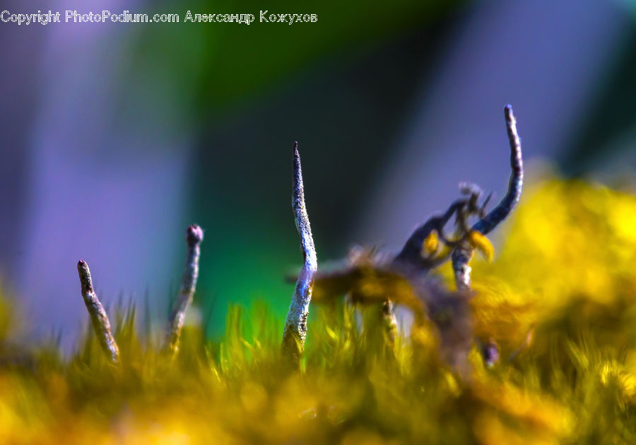 Insect, Invertebrate, Bee, Grain, Grass, Plant, Wheat