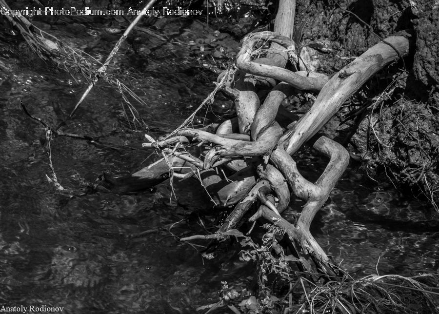 Outdoors, Forest, Vegetation, Water, Jungle, Rainforest, Cross
