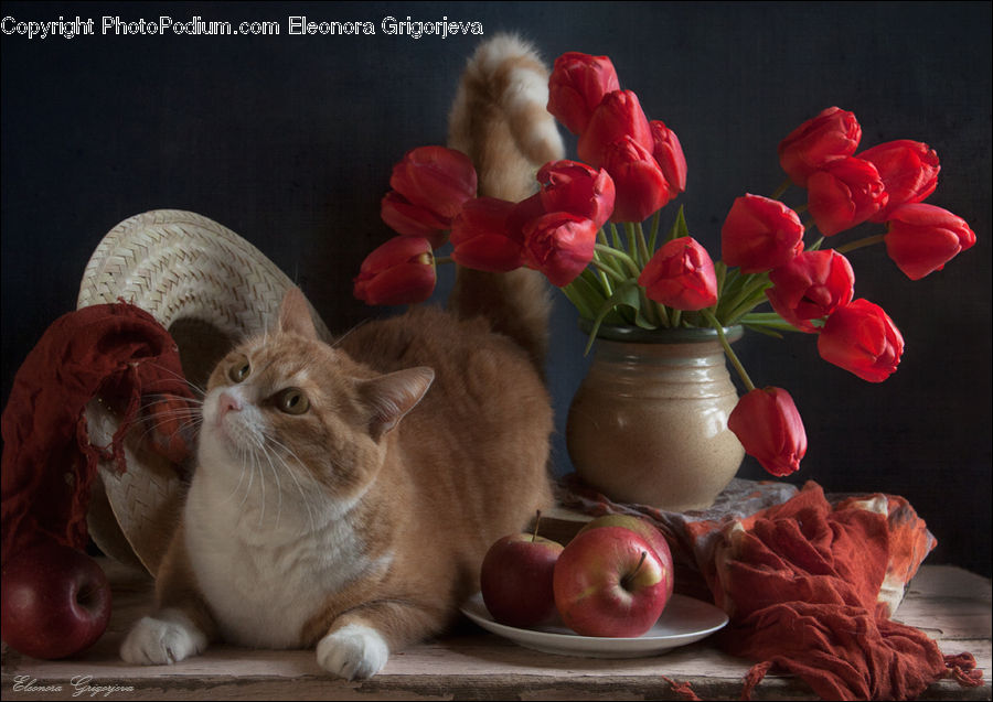 People, Person, Human, Plant, Potted Plant, Blossom, Flora