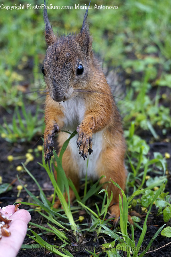 Animal, Mammal, Rodent, Squirrel, Plant, Blossom, Crocus