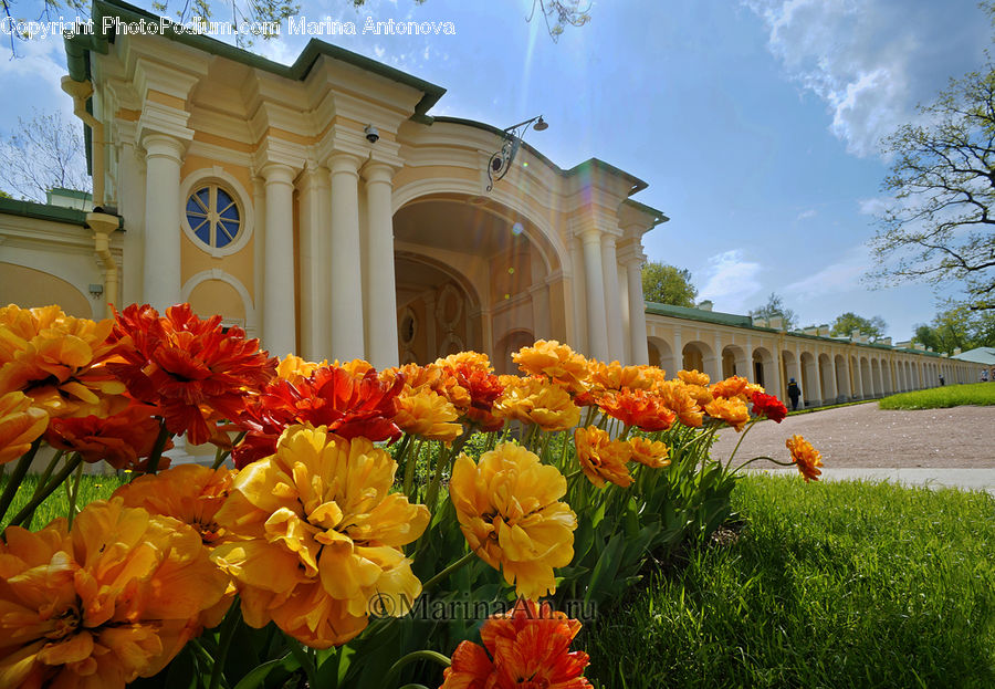 Blossom, Flora, Flower, Plant, Tulip, Flower Arrangement, Flower Bouquet