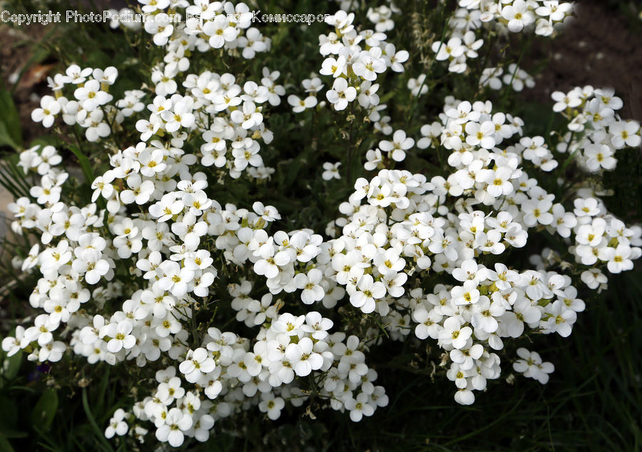 Blossom, Flora, Flower, Plant, Bush, Vegetation, Petal