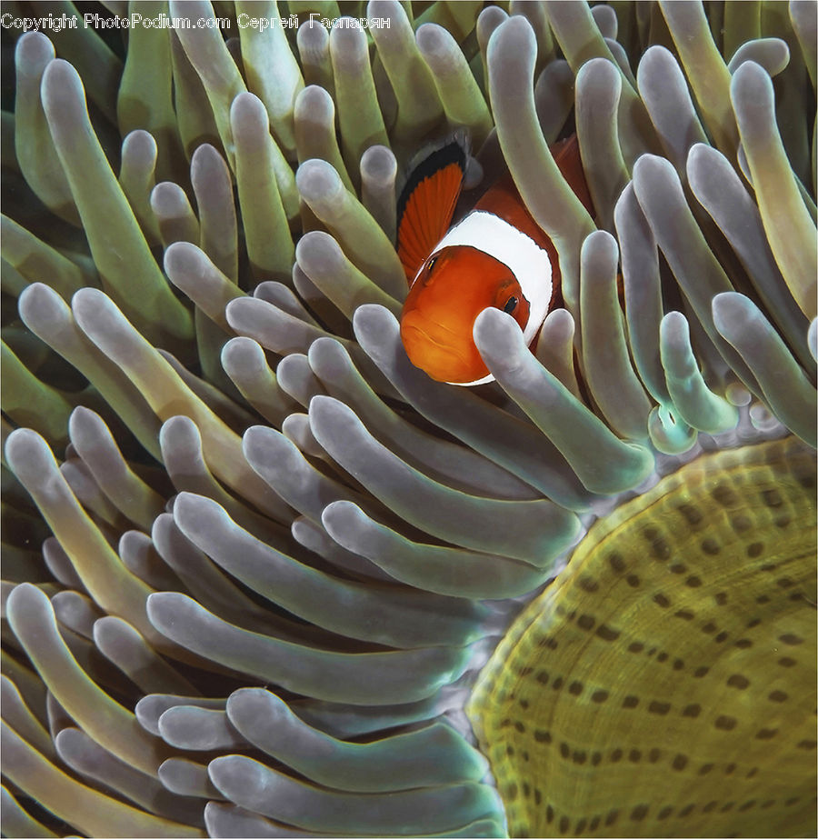 Invertebrate, Sea Anemone, Sea Life, Coral Reef, Outdoors, Reef, Sea