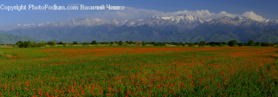Field, Nature, Outdoors, Grass, Grassland, Land, Plant