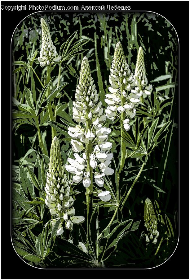 Acanthaceae, Annonaceae, Fruit, Plant, Blossom, Flora, Flower