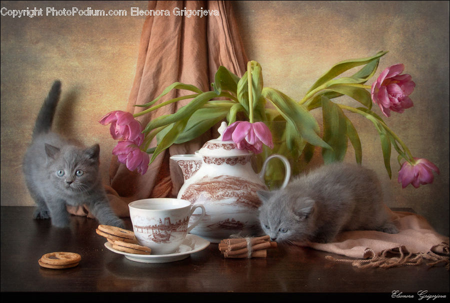 Animal, Cat, Kitten, Mammal, Pet, Siamese, Garlic