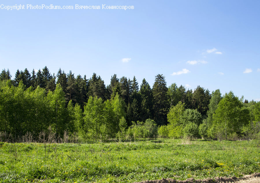 Field, Grass, Grassland, Land, Outdoors, Conifer, Fir