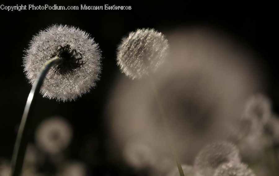 Plant, Weed, Dandelion, Flower, Planet, Universe, Blossom