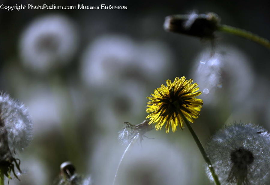 Dandelion, Flower, Plant, Daisies, Daisy, Blossom, Flora