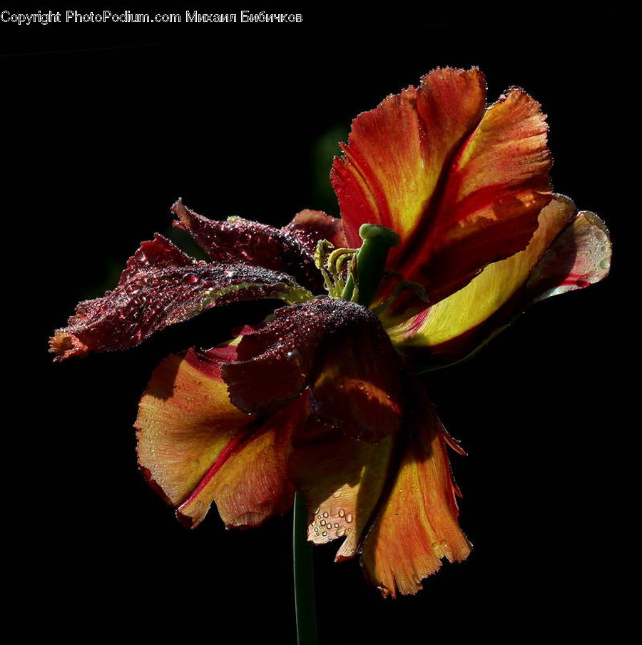 Flora, Flower, Gladiolus, Plant, Cosmos, Lily, Blossom