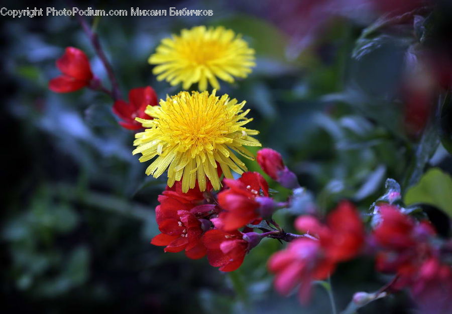 Blossom, Flora, Flower, Plant, Tulip, Bush, Vegetation